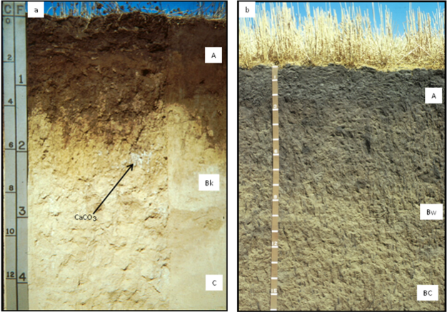 Examples of Mollisols (grassland soils) formed from loess.