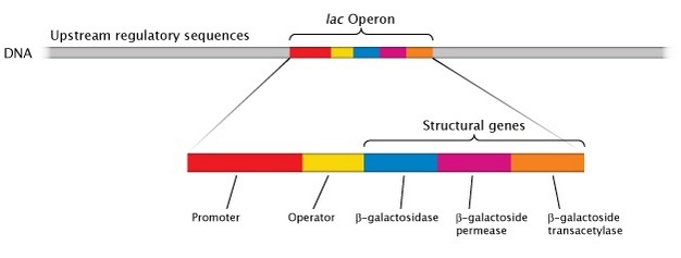 An illustration shows a region of bacterial DNA that contains the lac operon. The DNA is represented as a thin, horizontal rectangle, and the lac operon is represented by different colored rectangular regions clustered together in the center of the DNA. The portion of the DNA that contains the lac operon is shown magnified with the promoter, operator, and three structural genes labeled.
