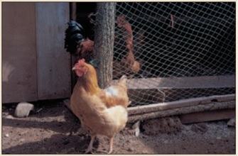A photograph shows a rust-colored hen standing outside the wire gate to a chicken coop with a black and brown rooster inside the coop.