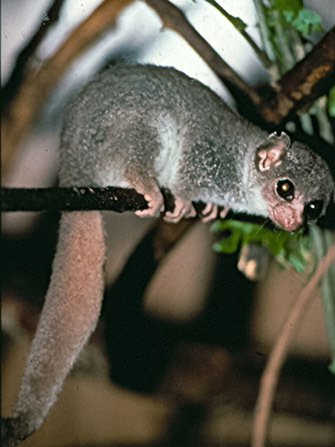 A dwarf lemur, <i>Cheirogaleus medius</i>, grasping and balancing along a small horizontal branch.