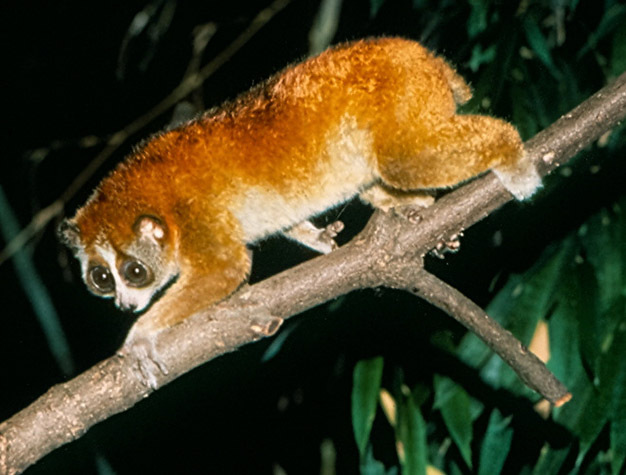 A slow loris, <i>Nycticebus coucang</i>, moving quadrupedally with bent elbows and knees.