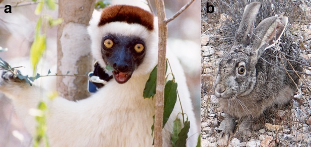 Comparison of a primate and non-primate mammal to illustrate differences in eye orientation.