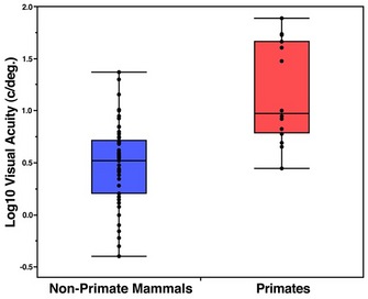 Maximum visual acuity in 16 species of primates and 62 species of non-primate mammals.
