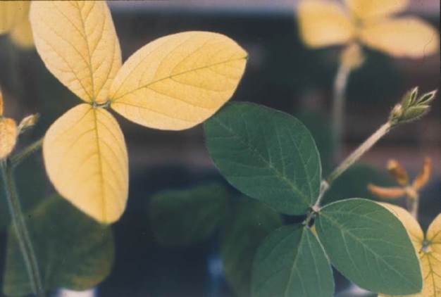Iron-deficiency chlorosis in soybean.