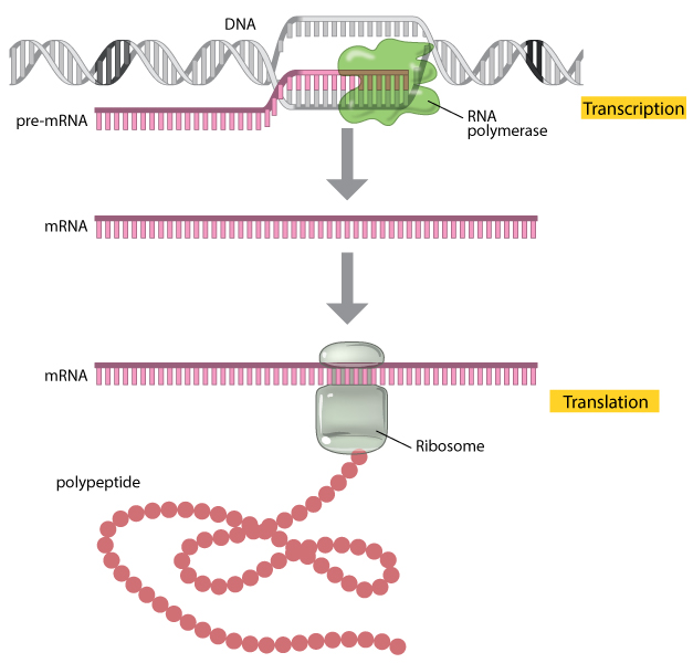 Translation Dna To Mrna To Protein Learn Science At Scitable Jane, velda, monica mrt's comments during translation, the ribosome moves along the mrna towards the 3' end. translation dna to mrna to protein