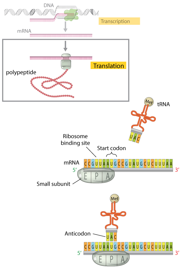 A schematic shows the formation of an initiation complex on an mRNA molecule in two stages. A summary diagram above the schematic shows the transcription and translation processes as two basic steps. The transcription step in the summary diagram is greyed out; the translation step is contained in a box to show it has been represented in more detail in the schematic below it. The schematic shows a segment of an mRNA molecule made up of 24 nucleotides. Each nucleotide is represented as a colored rectangle and is designated with the letter A, U, G, or C. The first stage shows the binding of the small ribosomal subunit, and the second stage shows the binding of an initiator tRNA carrying a methionine residue.