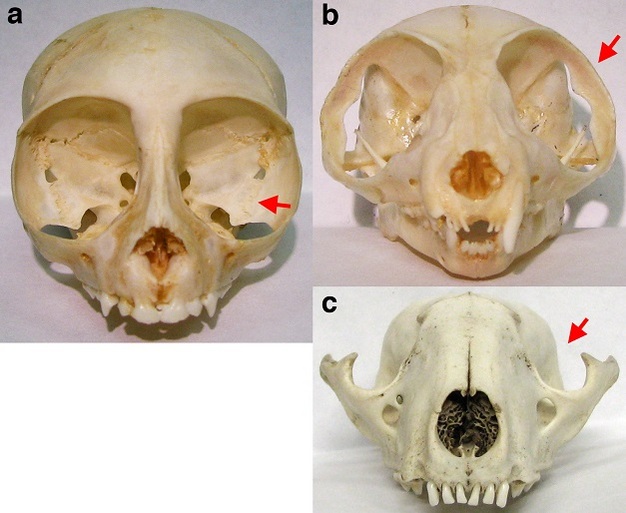 Anterior views of the crania of a haplorhine primate, a strepsirrhine primate, and a non-primate mammal.
