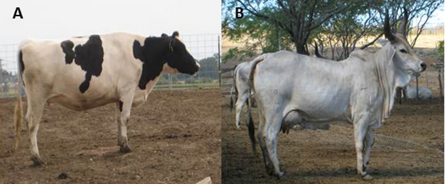 Can transgenic technology produce comparable milk volume?