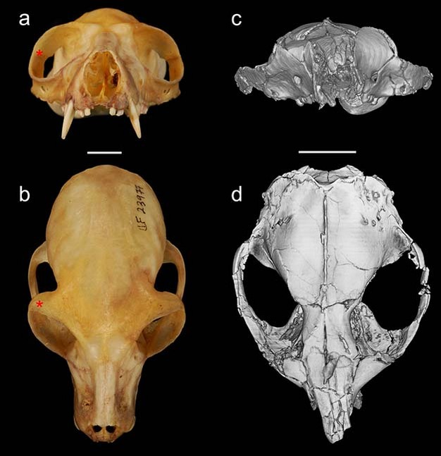 Crania of a euprimate (a,b <i>Lemur catta</i>, FMNH 23977) and a plesiadapiform (c,d <i>Ignacius graybullianus</i>, USNM 421608) in rostral (a,c) and dorsal (b,d) views.