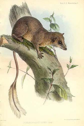 <i>Ptilocercus lowii</i> (the pen-tailed treeshrew).