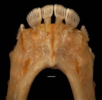 Labial view of the mandible of a dermopteran, <i>Galeopterus variegatus</i> (AMNH/Mammalogy: 106628).