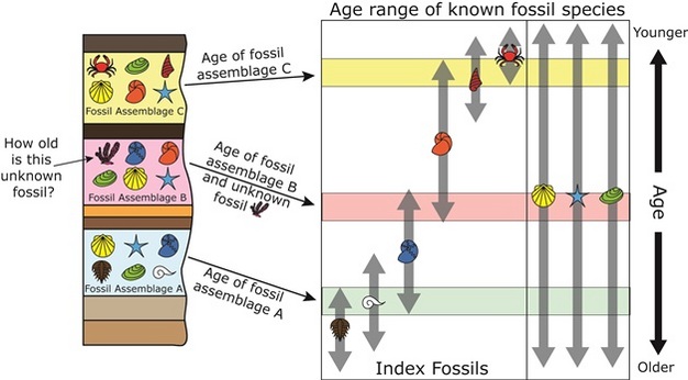 The principle of faunal succession allows scientists to use the fossils to understand the relative age of rocks and fossils.
