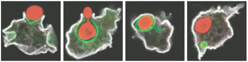 A series of four photomicrographs show an amoeba engulfing a yeast cell.