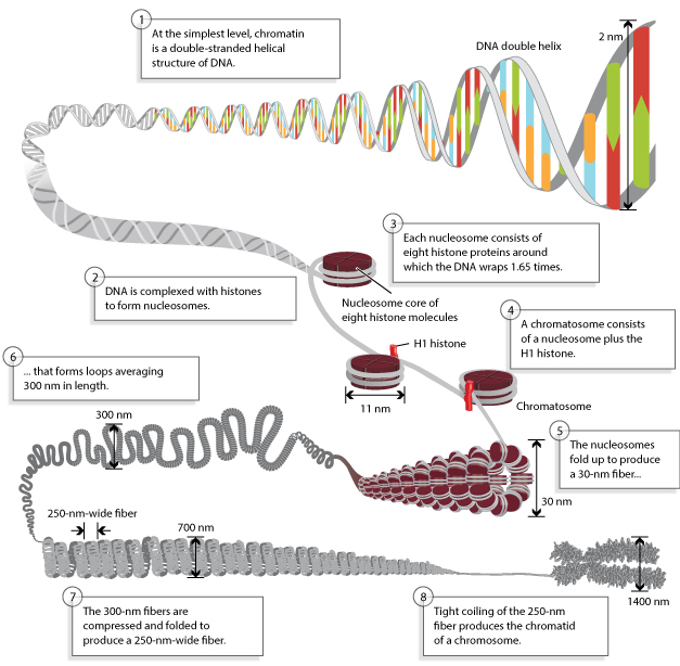 A double-stranded DNA molecule becomes increasingly more compact in this eight-step schematic diagram. In step 1, the DNA double-helix is depicted at one end as a horizontal double-stranded molecule. In steps 2 through 4, the molecule’s opposite end is wound 1.65 times around a brown disc, representing the nucleosome.  A text box in step 4 defines a chromatosome as a nucleosome plus the H1 histone, depicted here as a red cylinder bound to the outside of the coiled DNA, fastening the DNA against the nucleosome.   In step 5, the nucleosomes are folded in on each other to form a hollow, tube-like fiber, where many nucleosomes are arranged in parallel rings to form the tube’s outer layer. In step 6, the fiber forms wave-like loops, 300 nanometers in length. The 300-nanometers fiber looks like a coiled telephone cord. In step 7, the loops of the fiber are compressed and folded together. In step 8, the fibers are tightly compressed into an X-shaped chromosome.