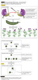 A four-part diagram outlines Mendel's fertilization method for pea plants and the steps in a genetic cross between plants with round and wrinkled seeds. In the top panel of the diagram, an illustration shows how the stigma from one pea plant was dusted with the pollen from another plant using a paintbrush. The two flowers are shown close-up so their reproductive structures are visible. These pollinated plants then produced seeds that grew into new plants. In the bottom three panels of the diagram, illustrations depicting three generations of seeds from two plant strains are shown. In the P (parental) generation, the plant strain at left is homozygous for round seeds, whereas the strain at right is homozygous for wrinkled seeds. An X between the two strains indicates fertilization between the two strains has occurred. In the resulting F1 generation, a single round seed is shown, indicating that all F1 generation plants have round seeds. The F2 generation that results from the self-fertilization of the F1 plants is shown below. The proportion of each phenotype in the F2 generation is shown in a pie chart. ¾ of the pie is occupied by round seeds, and ¼ of the pie is occupied by wrinkled seeds.