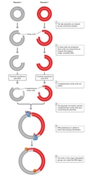 A diagram shows a circular grey plasmid in column 1 and a circular red plasmid in column 2. Both plasmids look like two concentric circles; each circle represents a DNA strand. Different restriction enzymes are used to cleave, or cut, plasmid 1 and plasmid 2. \"Sticky ends,\" or overhanging DNA ends without a complementary strand, are treated with an enzyme that digests single-stranded DNA. New complementary sticky ends are then added by terminal transferase. dATP is added to one plasmid, and dTTP is added to the other plasmid to produce poly-A and poly-T sticky ends, respectively. After the addition of complementary sticky ends to plasmids 1 and 2, the two plasmids are mixed together, and the complementary sticky ends base pair. A recombined plasmid is shown in a single, center column. The recombined plasmid is composed of two larger concentric circles; half of the circle is grey, and the other half is red. DNA polymerase, shown as a blue enzyme encircling both DNA strands, is added to the new, recombined plasmid to insert missing nucleotides. DNA ligase, shown as a small yellow enzyme encircling one DNA strand, seals nicks in the sugar-phosphate groups to ensure the fragments from each plasmid are joined together.