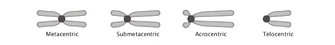 A schematic diagram shows four chromosomes in a row. The chromosomes are represented by two gray, parallel, oblong, horizontal tubes connected in the center by the centromere, represented by a dark gray circle. The four chromosomes represent different placement of the centromere. The first chromosome is metacentric, with the centromere at the center of the chromosome. The second chromosome is submetacentric, with the centromere placed slightly left of center. The third chromosome is acrocentric, with the centromere placed at the far left of center. The final chromosome is telocentric, with the centromere capping the chromosome's left-hand terminus.