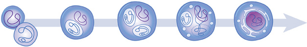 A schematic diagram depicts the gradual incorporation of a prokaryotic cell and its genome into a neighboring prokaryotic cell in five discrete evolutionary stages that lead to the development of a eukaryotic cell.