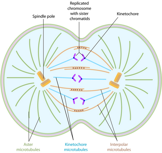 A schematic shows a dividing cell. The middle of the cell is slightly indented; it is pinching apart to form two separate, daughter cells. The chromosomes and important parts of the spindle apparatus are labeled.