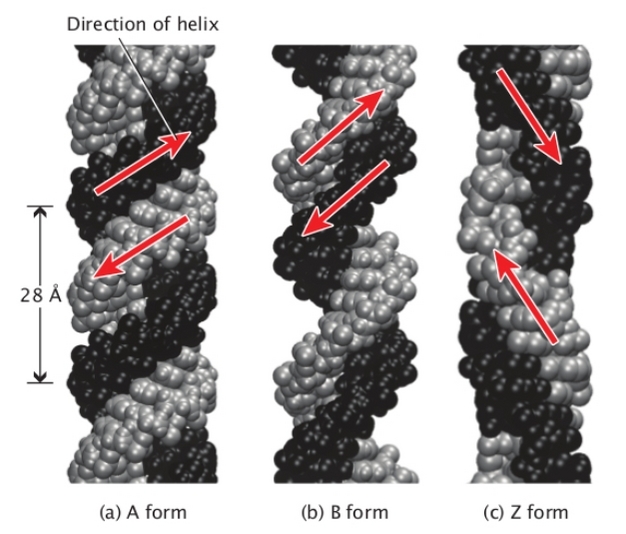 Three atomic models show the molecular structures of A-, B-, and Z-DNA.