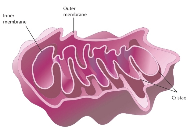 Mitochondria, Cell Energy, ATP Synthase | Learn Science at Scitable