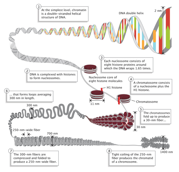 A double-stranded DNA molecule becomes increasingly more compact in this eight-step schematic diagram. In step 1, the DNA double-helix is depicted at one end as a horizontal double-stranded molecule. In steps 2 through 4, the molecule’s opposite end is wound 1.65 times around a brown disc, representing the nucleosome. A text box in step 4 defines a chromatosome as a nucleosome plus the H1 histone, depicted here as a red cylinder bound to the outside of the coiled DNA, fastening the DNA against the nucleosome. In step 5, the nucleosomes are folded in on each other to form a hollow, tube-like fiber, where many nucleosomes are arranged in parallel rings to form the tube’s outer layer. In step 6, the fiber forms wave-like loops, 300 nanometers in length. The 300-nanometers fiber looks like a coiled telephone cord. In step 7, the loops of the fiber are compressed and folded together. In step 8, the fibers are tightly compressed into an X-shaped chromosome.