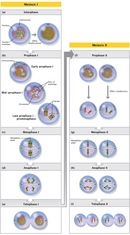 A multi-panel diagram (labeled a through i) shows illustrations of a cell in five phases of Meiosis I and four phases of Meiosis II. Meiosis I begins with interphase, when a cell duplicates its DNA. Meiosis I then proceeds through prophase I, metaphase I, anaphase I, and telophase I. Meiosis I is followed by meiosis II. The stages of meiosis II include prophase II, metaphase II, anaphase II, and, finally, telophase II. At the end of Meiosis II, the single cell has divided to form four genetically unique daughter cells.
