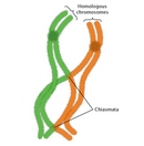 An illustration of two homologous chromosomes shows crossing over during meiosis. One chromosome is green, and the other is orange. Each chromosome consists of two sister chromatids, which look like strands of pasta, connected at a junction called the centromere. The chromatids are shown crossing over each other at two places, which are labeled chiasmata. At these locations, the chromatids change color either from orange to green, or vice versa, to show the exchange of DNA between chromosomes during recombination.