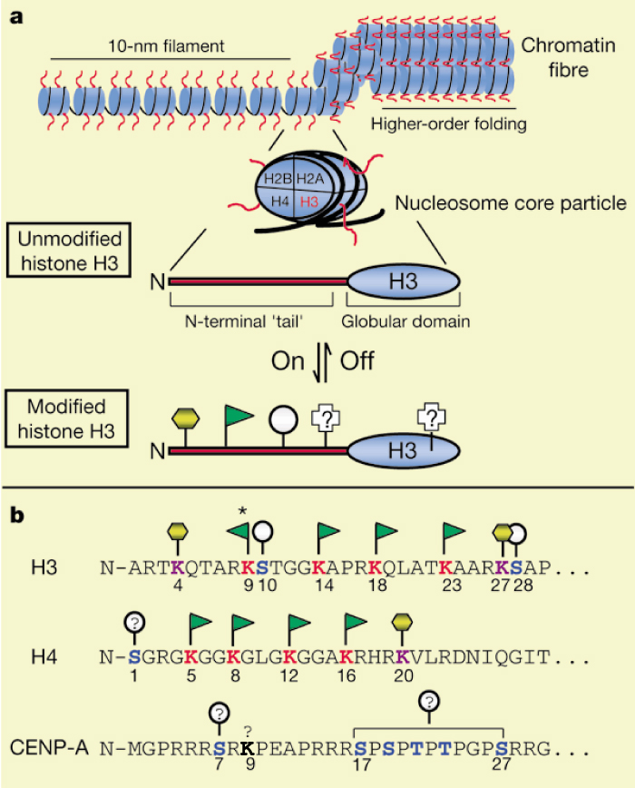 A two-panel schematic illustration shows a chromatin fiber at various magnifications. In panel A, a strand of DNA is wrapped around nucleosomes. The nucleosomes are aligned in a single row in the left portion of the chromatin fiber, but they undergo higher order folding in the right portion of the chromatin fiber. A single histone in the fiber is magnified in a second illustration to identify the four subunits of the nucleosome core particle: H2A, H2B, H3, and H4. In the third illustration, an unmodified histone H3 contains two regions: an N-terminal tail and a globular domain. This histone H3 can be modified by methylation, acetylation, phosphorylation, or other modifications. In panel B, the amino acid sequences of three proteins are shown: H3, H4, and CENP-A. Potential modifications are shown by various symbols and color coding.