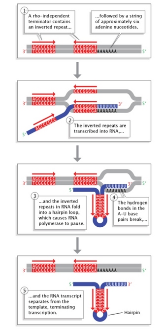 A five-step schematic diagram shows how rho-independent termination sequences halt transcription. Rho-independent terminators contain inverted repeats followed by an adenine tail. When the inverted repeats are transcribed at the end of an mRNA sequence, the inverted repeats can form a hairpin loop, which causes RNA polymerase to stop transcription. When the bonds break between the adenine-uracil base pairs in the adenine tail, the mRNA is released and transcription is terminated.