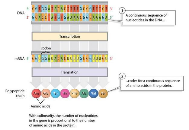 A schematic diagram shows the transcription and translation processes in three basic steps. First, a double-stranded DNA molecule is transcribed into a single-stranded MRNA molecule, and then the mRNA molecule is translated into a polypeptide chain. Textboxes beside the diagram state that a continuous sequence of nucleotides in the DNA codes for a continuous sequence of amino acids in the protein, and that colinearity refers to the number of nucleotides in the gene being proportional to the number of amino acids in the protein.