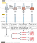 A diagram outlines an experimental method used to determine the nature of DNA replication. Illustrations of flasks and test tubes are used to show the steps of the experiment. The conclusion reached at the end of the experiment was that DNA replication in E.coli is semi-conservative.