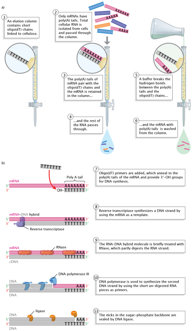 This two-panel diagram shows the production of double-stranded cDNA molecules from single-stranded mRNA transcripts. In panel A, the mRNA transcripts are separated from other types of cellular RNA in six stages, labeled from top to bottom as stages one through six. In panel B, an mRNA transcript is used as a template for the synthesis of a single strand of cDNA, which in turn is used as a template for the synthesis of a second cDNA strand. The DNA synthesis in panel B is described in five stages, labeled by numbers seven through eleven.