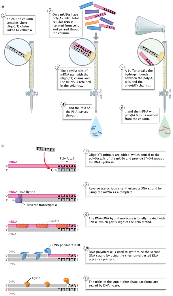 The production of cDNA from mRNA.