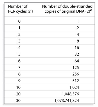 The number of double-stranded copies of original DNA (2n) produced per cycle during a PCR reaction are listed in the second column of this two column table. The number of PCR cycles (n) corresponding to the values listed in column two are shown in column one.