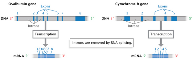 A schematic illustration shows the removal of introns during the transcription of two genes: ovalbumin and cytochrome b. The genes are each depicted as a region of DNA, represented as a horizontal rectangle. Introns, or non-coding regions, along the DNA molecules are shaded grey; exons, or coding sequences, are represented as blue rectangular regions. The horizontal rectangle representing the ovalbumin gene is predominately grey, but contains eight shaded blue regions (exons). The exons are labeled one through eight, from left to right, along the gene. The rectangle representing the cytochrome b gene is also predominately grey; it contains five exons. After transcription, introns are removed from the immature MRNA product during a process called RNA splicing. The mature ovalbumin MRNA molecule is depicted as a blue horizontal rectangle, flanked on either side by a region of grey. The blue rectangle is a composite of the eight blue exons labeled along the original DNA molecule. Likewise, the mature cytochrome b MRNA molecule is depicted as a blue horizontal rectangle: a composite of the five blue exons in the original DNA molecule.