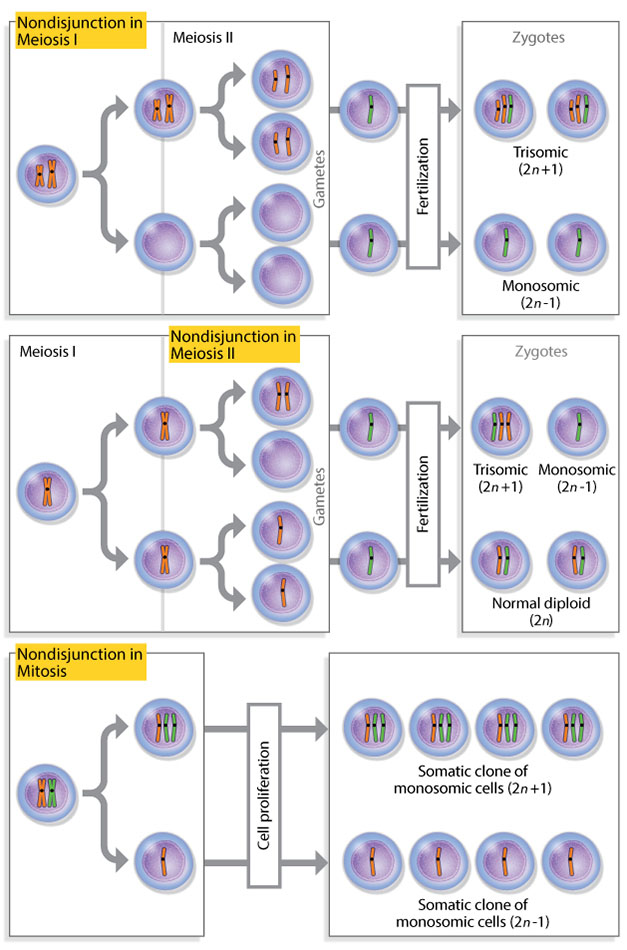 A three-panel diagram shows nondisjunction occurring in meiosis I (first row), meiosis II ( second row), and mitosis (third row). In the first and second rows, illustrations show a cell undergoing meiosis I and meiosis II, and then becoming fertilized to produce a zygote. The number of chromosomes inside each zygote depends on which point a nondisjunction event occurred in meiosis. In the third row, a cell is shown undergoing mitosis, followed by cell proliferation. The number of chromosomes inside the somatic cells produced during mitosis is a product of a nondisjunction event. In all three panels, cells are depicted as pink circles with oblong orange and green chromosomes. In the first and second rows, grey process arrows connect the meiosis I to meiosis II, and meiosis II to the production of a zygote following fertilization. In the third row, grey process arrows connect mitosis, shown in two stages, to the products of mitosis.