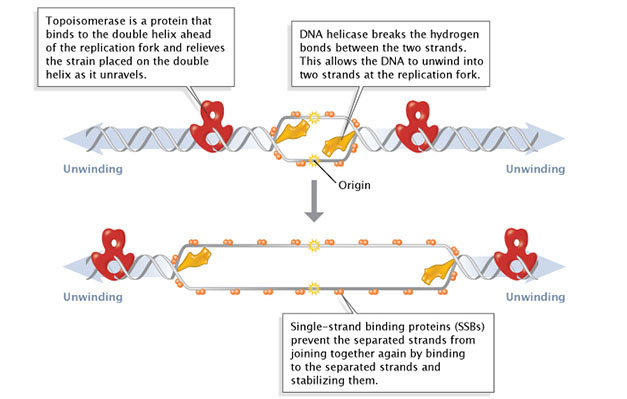 A schematic diagram shows three types of proteins involved in unwinding the DNA double helix. A double-stranded DNA molecule is depicted as two grey, horizontal lines, coiled in a double-helical conformation. The two strands are separated in the middle of the molecule, flanked on either side by double-stranded regions that are not separated. Oblong red molecules bound to both strands represent the protein topoisomerase. Two yellow, wedge-shaped molecules bound to either end of the unwound region represent the DNA helicase proteins. Orange spheres bound to the perimeter of the separated region represent single-stranded binding proteins.