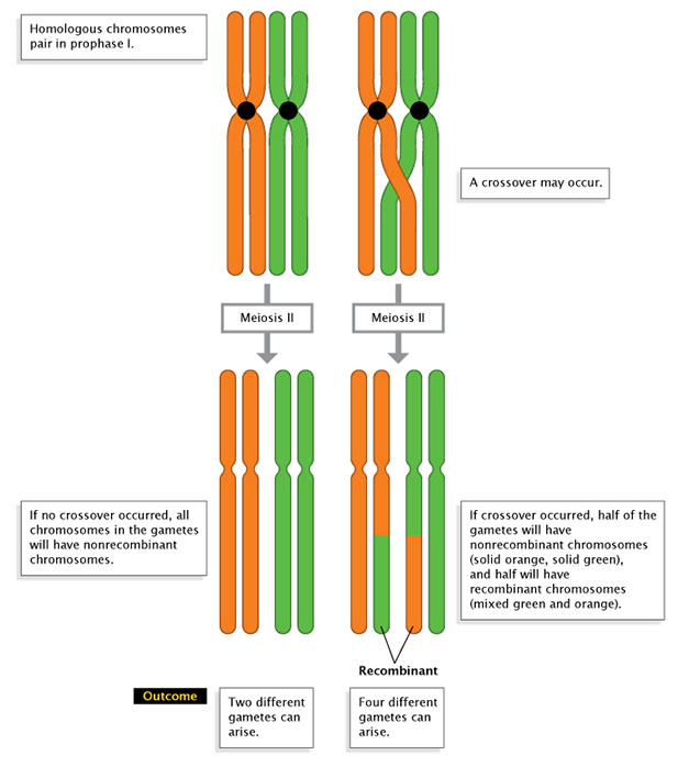 A two-part schematic shows allele combinations on chromosomes following meiosis two. Crossing over does not occur between the chromosomes shown on the left side of the diagram. Crossing over does occur between the chromosomes shown on the right side of the diagram. In both scenarios, two sets of homologous chromosomes are shown: the first set is orange, and the second set is green. The chromosomes are shown before and after meiosis two has occurred, illustrating how each is affected by the presence or absence of a cross-over event.