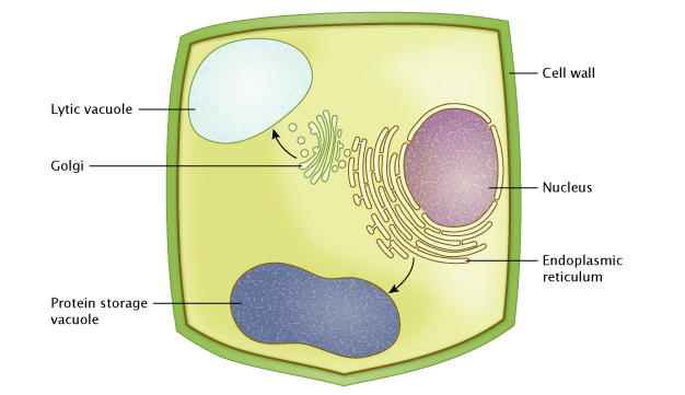 Plant Vacuole, Stomata | Learn Science at Scitable