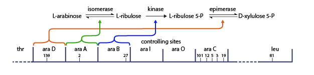 A schematic diagram shows the bacterial arabinose operon. The region of bacterial DNA that contains the arabinose operon is represented as a thin black line with labeling above it, in sections; arabinose genes D, A, B, I, O, and C are indicated along the operon with differently-colored brackets leading to arrows that show chemical relationships between the resulting gene products. Arabinose D encodes the enzyme epimerase, arabinose A encodes the enzyme isomerase, and arabinose B encodes a ribulose kinase. These three enzymes are involved in the conversion of arabinose to xylulose-5-phosphate. In addition, arabinose I and arabinose O are labeled as controlling sites.
