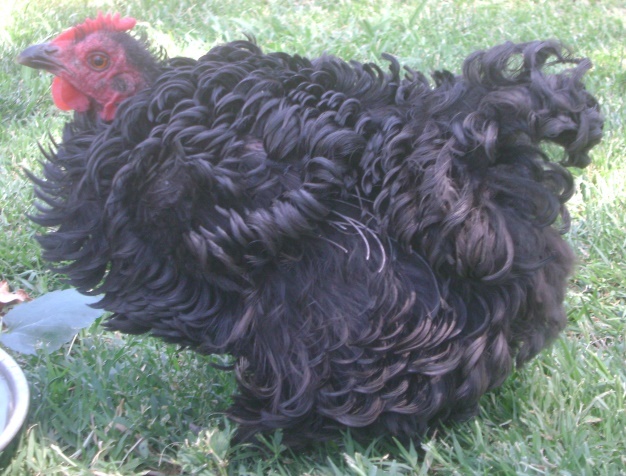 A photograph shows a side view of a chicken standing in among low grass. The chicken has black feathers that curl outward from its body, resembling curly dark human hair. The outward-curling feathers give the chicken a fluffy appearance.