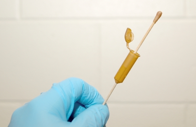 Shown is a photograph of a gloved hand holding a sample swab. The swab resembles a cotton-tipped ear cleaner, but has a 10-inch wooden handle. On the handle is a protective plastic snap cover that is open, but is intended to enclose the cotton tip after a bio sample is taken with the tip.
