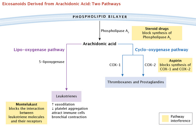 A schematic diagram shows a bifurcated pathway. It begins at the cell membrane, where an arrow from the label Phospholipase A points directly down to arachidonic acid. Two arrows branch off arachidonic acid, one leading to the left, the lipo-oxygenase pathway, and the other leading to the right, the cyclo-oxygenase pathway. On the left, the lipo-oxygenase pathway leads to a box called leukotrienes, whose functions are listed beneath as a list: increased vasodilation, decreased platelet aggregation, immune cell attraction, and bronchial contraction. A box labeled montelukast is immediately adjacent to the leukotriene, indicating it is a drug that interferes with leukotriene action, such as the ones there listed. On the right, the cyclo-oxygenease pathway leads to two major sub pathways, COX1 and COX 2. There is a box beneath the COX enzymes labeled with the eicosanoids thomboxanes and prostaglandins, indicating that both enzymes produce these eicosanoids. A box immediately adjacent to the COX enzymes is labeled aspirin, indicating that it interferes with the activity of these precursors in the production of eicosanoids.