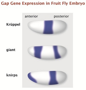 Drawings of three drosophila embryos stacked vertically show different banding patterns representing the location of gene expression for three genes: kruppel, giant, and knirps.  The embryos are oval-shaped, with slightly pointed anterior ends, and the anterior-posterior axis lies is oriented horizontally, left-to-right. The embryos are white with gene expression shown band patterns shown in blue-ish purple.