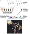 A method schematic and one micrograph of resulting chromosome array s show how spectral karyotyping or multiplex-FISH are used to label each human chromosome with a distinct color.