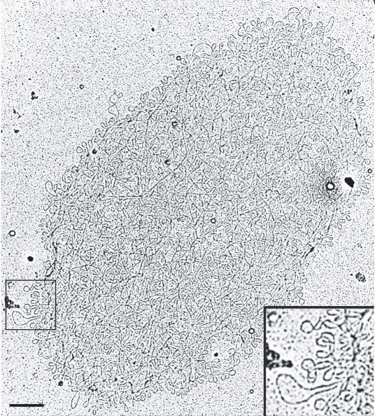 A greyscale electron micrograph shows a kinetoplast DNA (kDNA) network at different magnifications. The main photograph has a scale bar of 500 micrometers. The spread-out kDNA network resembles a ball of string or thread, spread onto a flat surface. In the inset box, a closer view shows that the kDNA string forms loops that cross each other in many places.