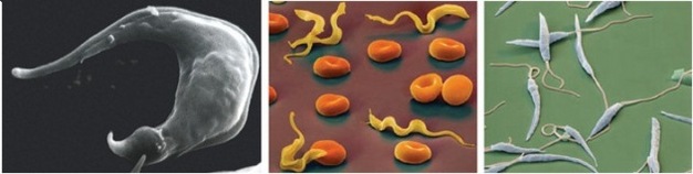 Three scanning electron micrographs show different species with kinetoplastids. On the left, a greyscale photograph shows a single Trypanosoma cruzi parasite, which is sickle shaped. The middle photograph shows five Trypanosoma brucei protozoa among ten red blood cells on a flat brown surface. The yellow Trypanosoma brucei parasites resemble curved egg noodles with pointed ends, and the red blood cells are orange discs with a concave depression in the center. The right photograph shows between 10 and 13 elongated Leishmania major protozoa on a flat green surface. They are shaped like thin long chili peppers, and each has a pair of flagella, which look like thin tails trailing from the wider end of each parasitic organism.