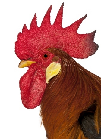 A photograph shows a side profile of a rooster from the neck up facing to the left. The rooster’s facial skin, wattle, comb, and eye are all red. The feathers are light brown, and the beak is beige. The wattle is loose flesh that hangs down from the rooster’s neck. The comb extends from the base of the beak to the back of the rooster’s head. The comb is erect and has serrations along its edge that form eight distinct points.