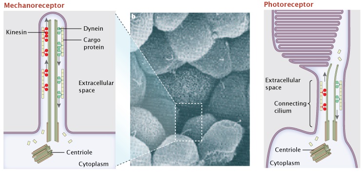 A three-panel Figure consists of two drawings of different primary cilia flanking an electron micrograph of renal epithelial cells in the middle panel (c). The cells are shaped like a cluster of oranges, and an inset box is centered on a tiny cilium sticking out from one of the cells, and connects to the left panel, which is a schematized drawing of the primary cilium. The IFT system is shown, with kinesis and dynein resembling train car wheels, running along straight lines representing microtubules. Cargo proteins are labeled as small boxes atop the kinesin and dynein. The right drawing shows a schematized photoreceptor, whose middle section is a modified compartment called a connecting cilium. This region has the same IFT system as in panel a. In both drawing, cargo proteins are shown attached to IFT mechanisms, as well as floating freely in the cytoplasm.